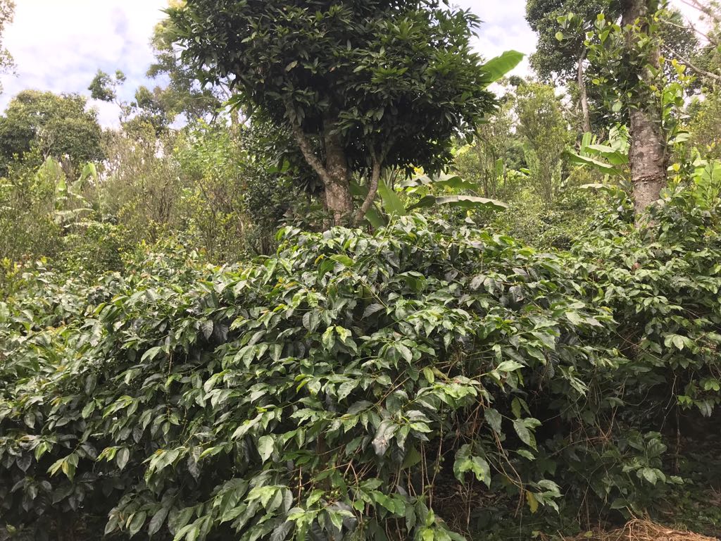 Pillar Coffee Estates